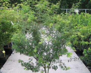 Javor dlanitolistý 'Seiryu'