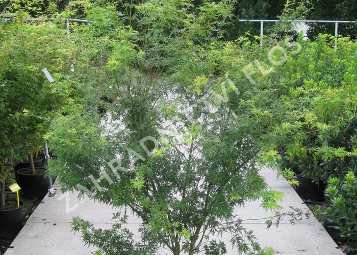 Javor dlanitolistý 'Seiryu' - Acer palmatum 'Seiryu'