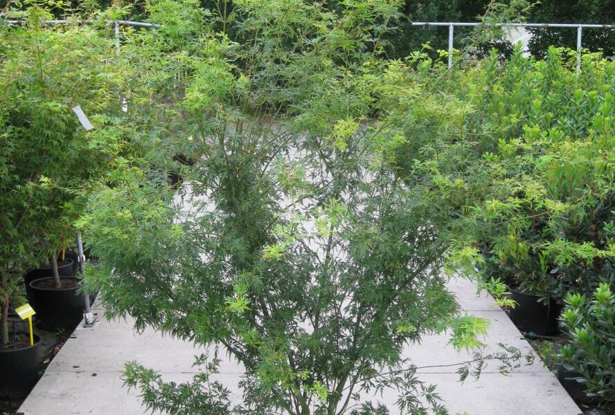 Javor dlanitolistý 'Seiryu' - Acer palmatum 'Seiryu'