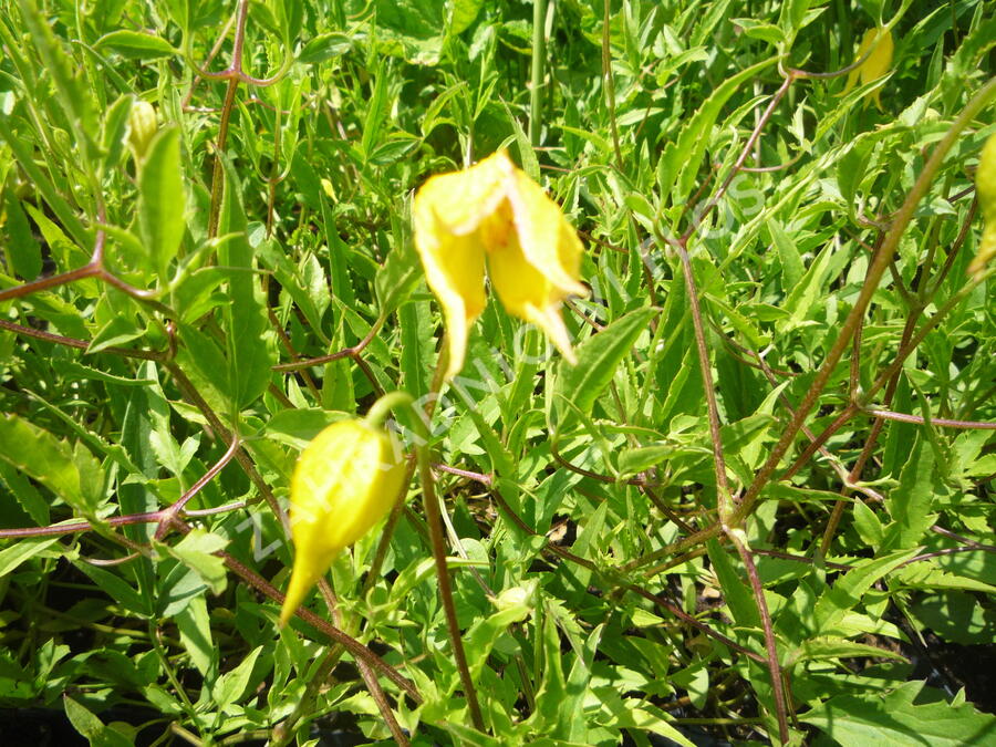 Plamének tangutský - Clematis tangutica