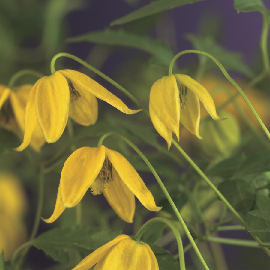 Plamének tangutský - Clematis tangutica