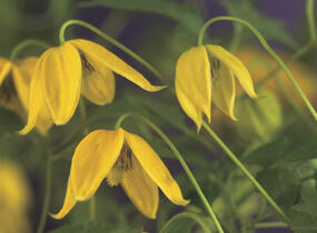 Plamének tangutský - Clematis tangutica