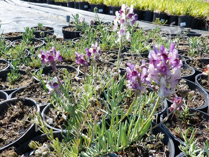 Lnice 'Neon Lights' - Linaria aeruginea 'Neon Lights'