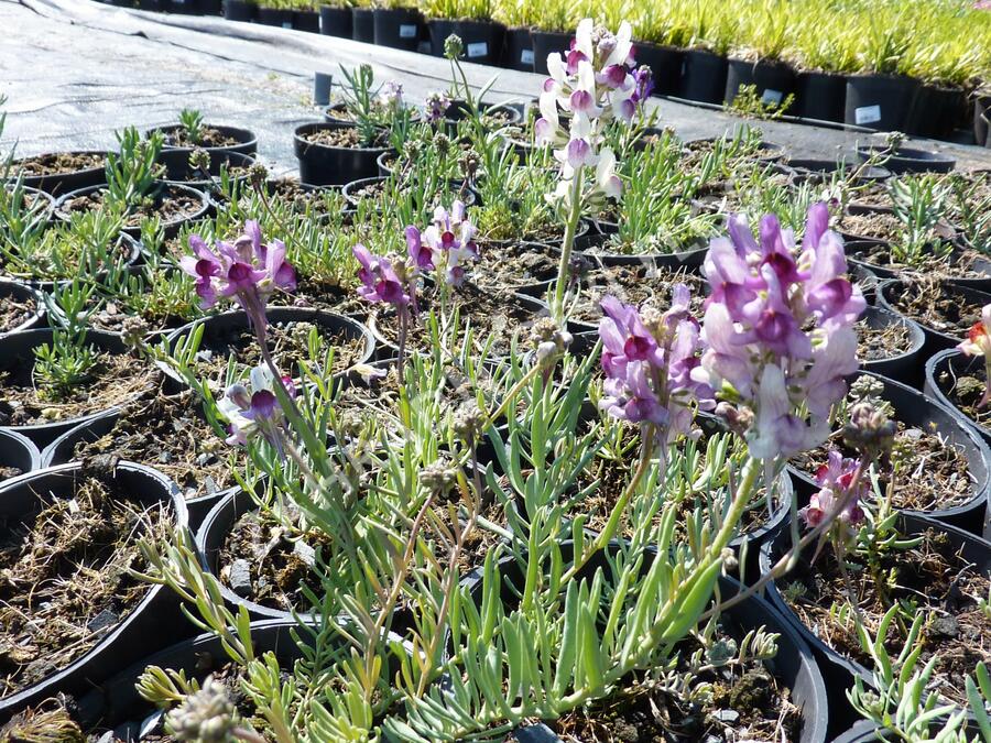 Lnice 'Neon Lights' - Linaria aeruginea 'Neon Lights'