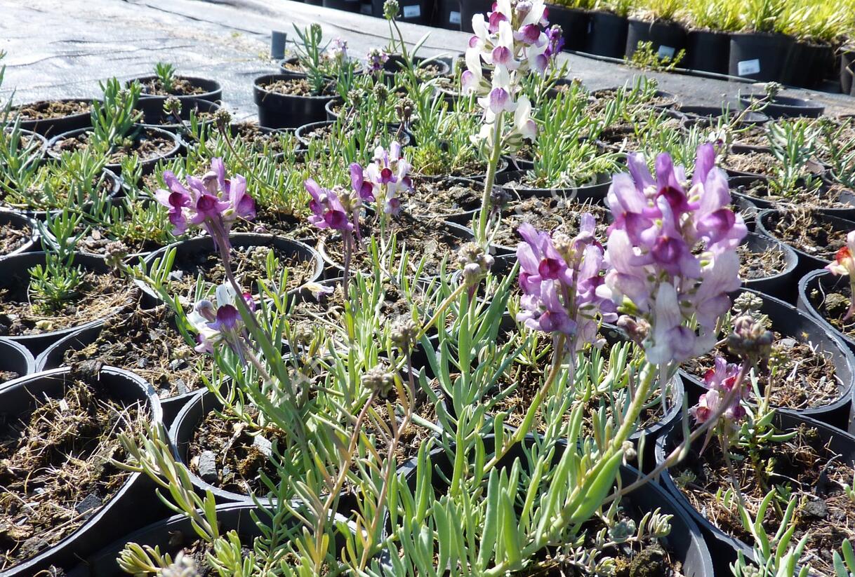 Lnice 'Neon Lights' - Linaria aeruginea 'Neon Lights'