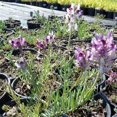 Lnice 'Neon Lights' - Linaria aeruginea 'Neon Lights'