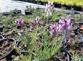 Lnice 'Neon Lights' - Linaria aeruginea 'Neon Lights'