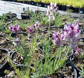 Lnice 'Neon Lights' - Linaria aeruginea 'Neon Lights'