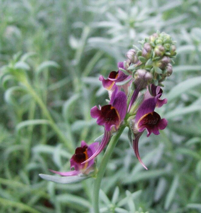 Lnice 'Neon Lights' - Linaria aeruginea 'Neon Lights'