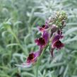 Lnice 'Neon Lights' - Linaria aeruginea 'Neon Lights'