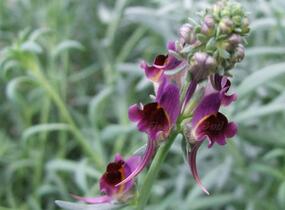 Lnice 'Neon Lights' - Linaria aeruginea 'Neon Lights'