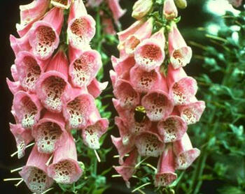 Náprstník červený 'Apricot' - Digitalis purpurea 'Apricot'