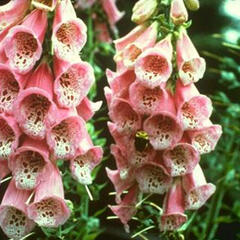 Náprstník červený 'Apricot' - Digitalis purpurea 'Apricot'