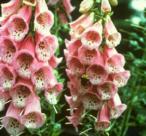 Náprstník červený 'Apricot' - Digitalis purpurea 'Apricot'