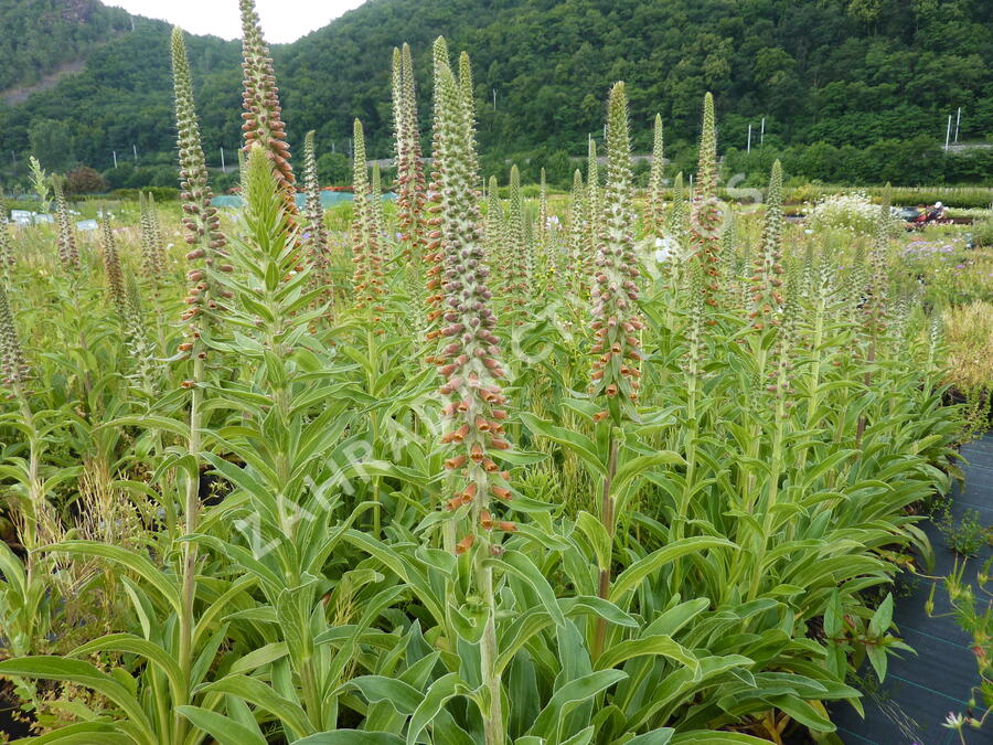 Náprstník drobnokvětý - Digitalis parviflora