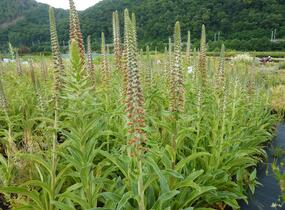 Náprstník drobnokvětý - Digitalis parviflora