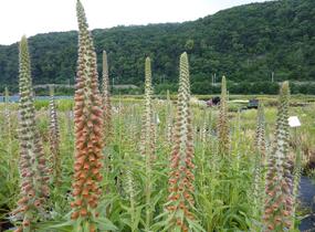 Náprstník drobnokvětý - Digitalis parviflora