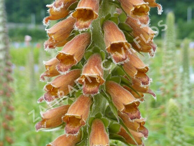 Náprstník drobnokvětý - Digitalis parviflora