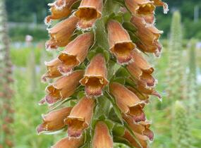 Náprstník drobnokvětý - Digitalis parviflora