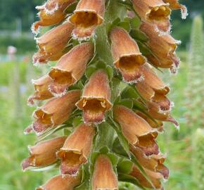 Náprstník drobnokvětý - Digitalis parviflora