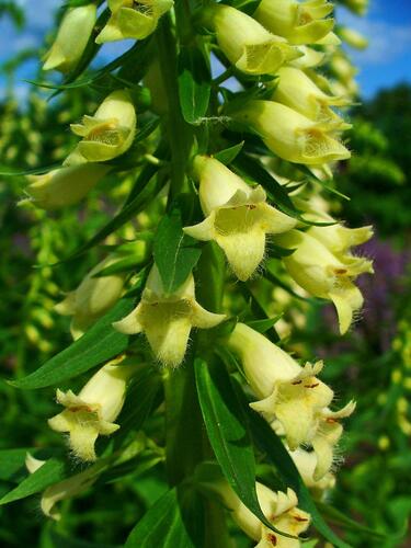 Náprstník žlutý - Digitalis lutea