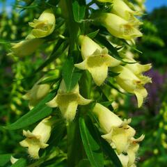 Náprstník žlutý - Digitalis lutea