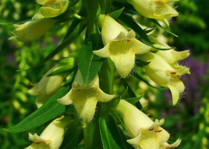 Náprstník žlutý - Digitalis lutea