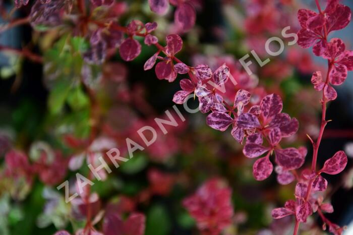 Dřišťál Thunbergův 'Harlequin' - Berberis thunbergii 'Harlequin'