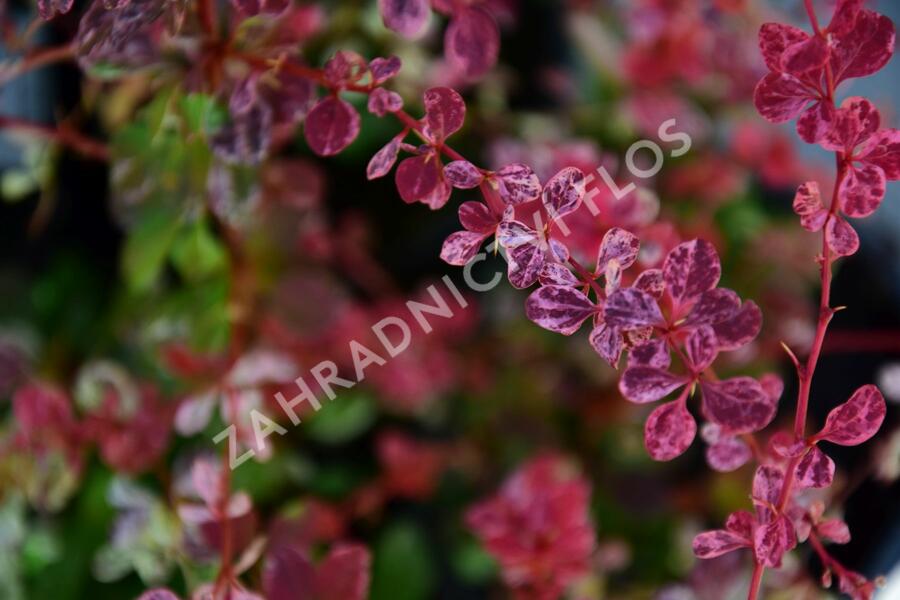 Dřišťál Thunbergův 'Harlequin' - Berberis thunbergii 'Harlequin'