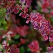 Dřišťál Thunbergův 'Harlequin' - Berberis thunbergii 'Harlequin'