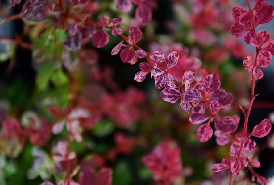 Dřišťál Thunbergův 'Harlequin' - Berberis thunbergii 'Harlequin'