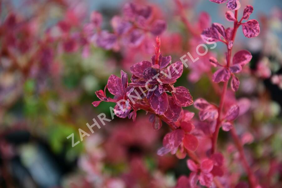 Dřišťál Thunbergův 'Harlequin' - Berberis thunbergii 'Harlequin'