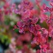 Dřišťál Thunbergův 'Harlequin' - Berberis thunbergii 'Harlequin'
