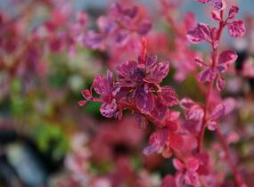 Dřišťál Thunbergův 'Harlequin' - Berberis thunbergii 'Harlequin'