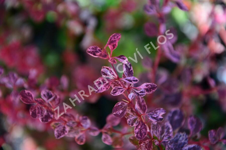 Dřišťál Thunbergův 'Harlequin' - Berberis thunbergii 'Harlequin'