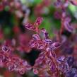 Dřišťál Thunbergův 'Harlequin' - Berberis thunbergii 'Harlequin'