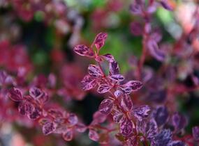 Dřišťál Thunbergův 'Harlequin' - Berberis thunbergii 'Harlequin'
