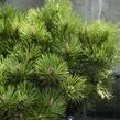Borovice černá 'Helga' - Pinus nigra 'Helga'