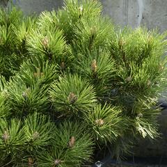 Borovice černá 'Helga' - Pinus nigra 'Helga'