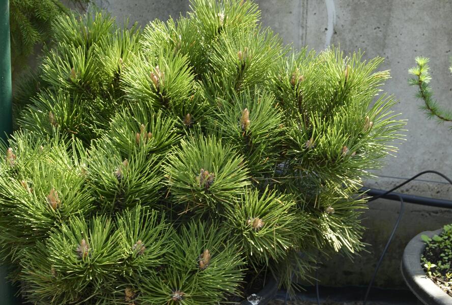 Borovice černá 'Helga' - Pinus nigra 'Helga'