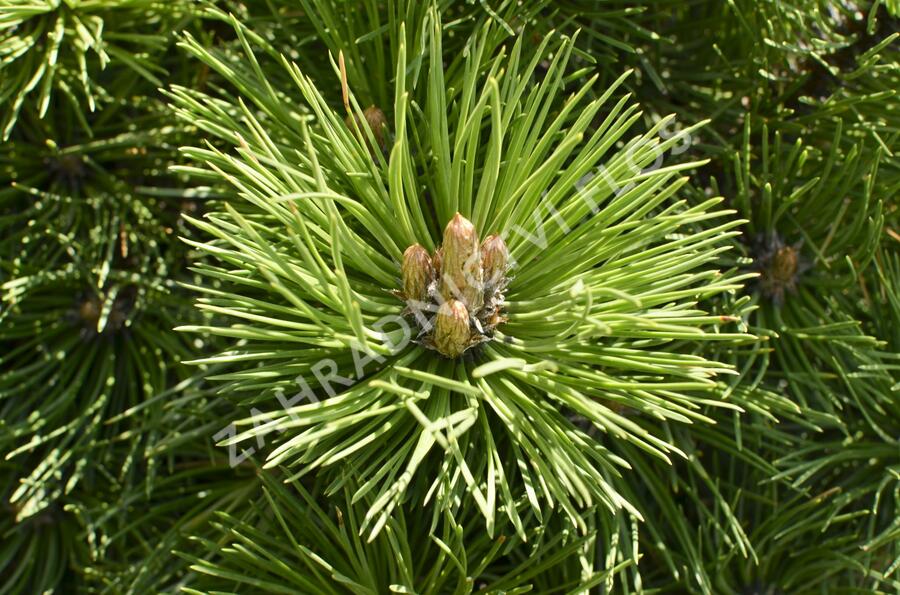 Borovice černá 'Helga' - Pinus nigra 'Helga'