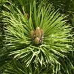 Borovice černá 'Helga' - Pinus nigra 'Helga'