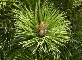 Borovice černá 'Helga' - Pinus nigra 'Helga'
