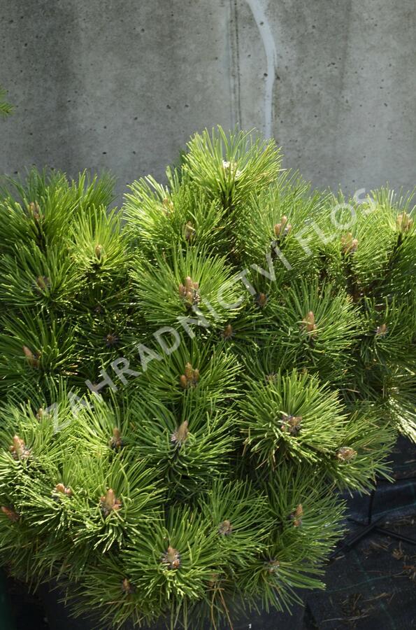 Borovice černá 'Helga' - Pinus nigra 'Helga'