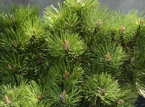 Borovice černá 'Helga' - Pinus nigra 'Helga'