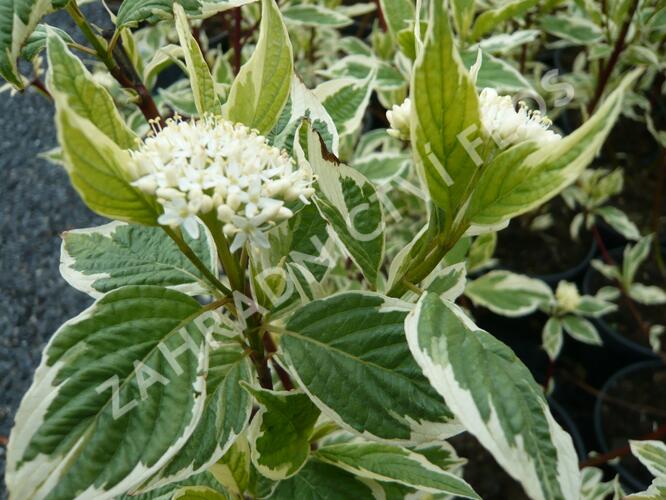 Svída bílá 'Variegata' - Cornus alba 'Variegata'