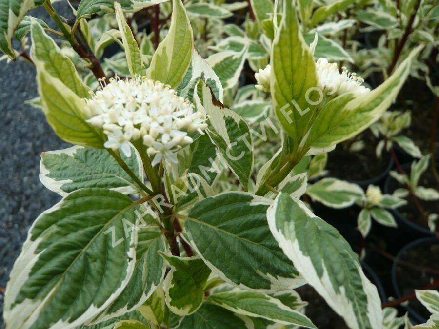 Svída bílá 'Variegata' - Cornus alba 'Variegata'