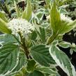 Svída bílá 'Variegata' - Cornus alba 'Variegata'