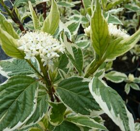 Svída bílá 'Variegata' - Cornus alba 'Variegata'