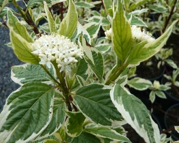 Svída bílá 'Variegata'